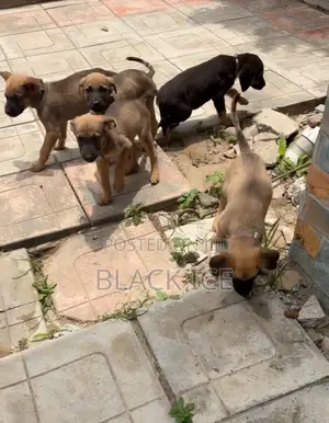 1-3 months Male Mixed Breed German Shepherd