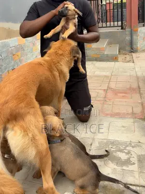 1-3 months Male Mixed Breed German Shepherd