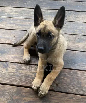 1-3 months Male Mixed Breed German Shepherd