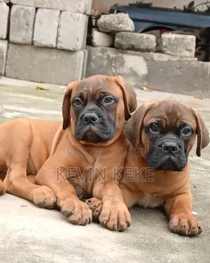 3-6 months Male Purebred Boerboel