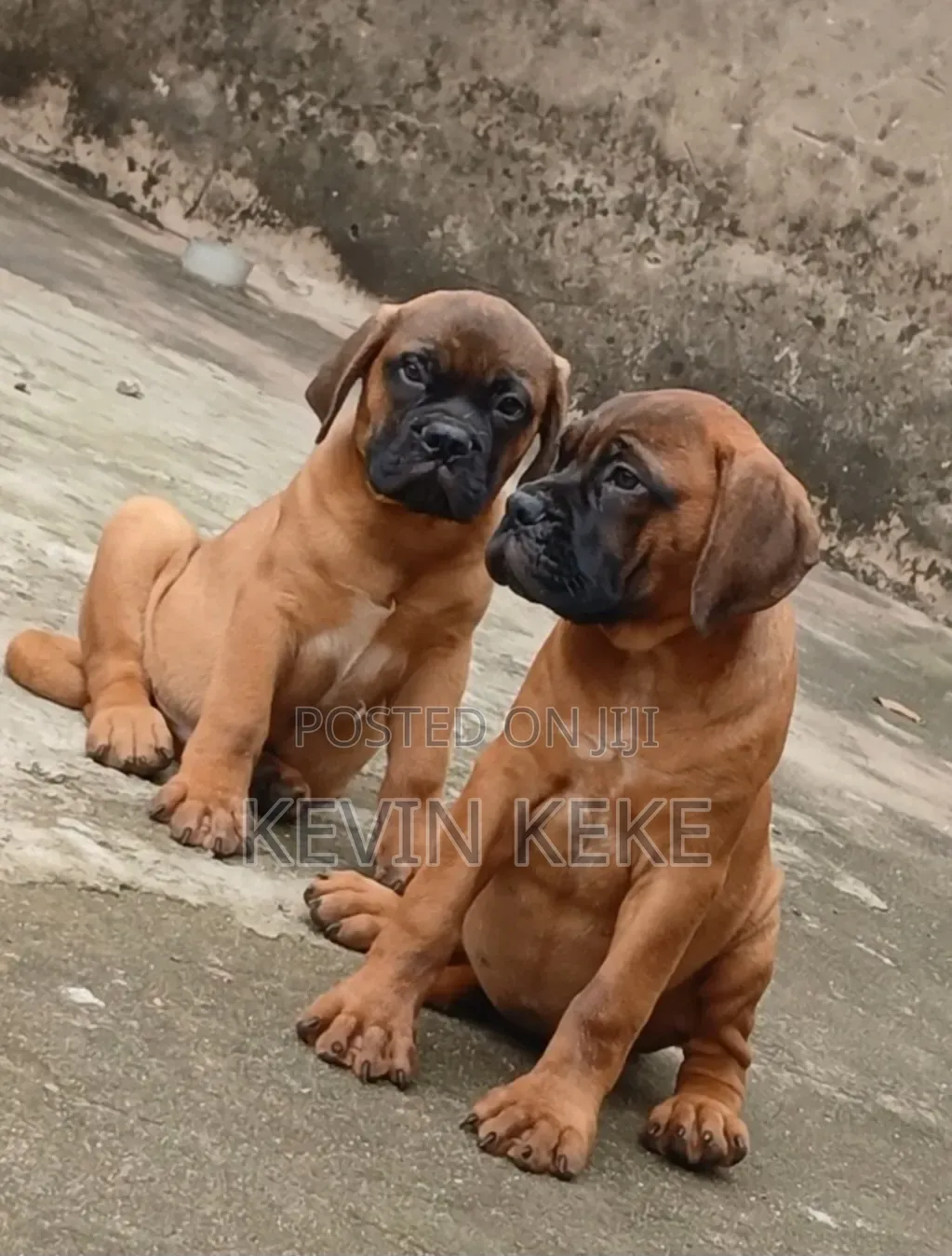 3-6 months Male Purebred Boerboel