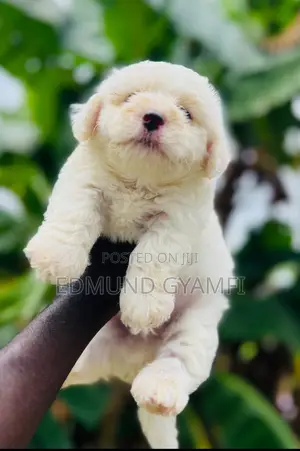 1-3 months Female Purebred Maltese