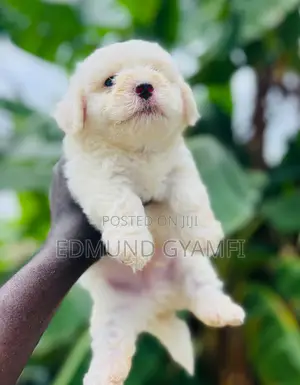 1-3 months Male Purebred Maltese