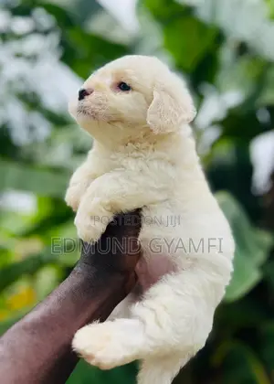 1-3 months Male Purebred Maltese