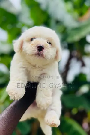 1-3 months Male Purebred Maltese