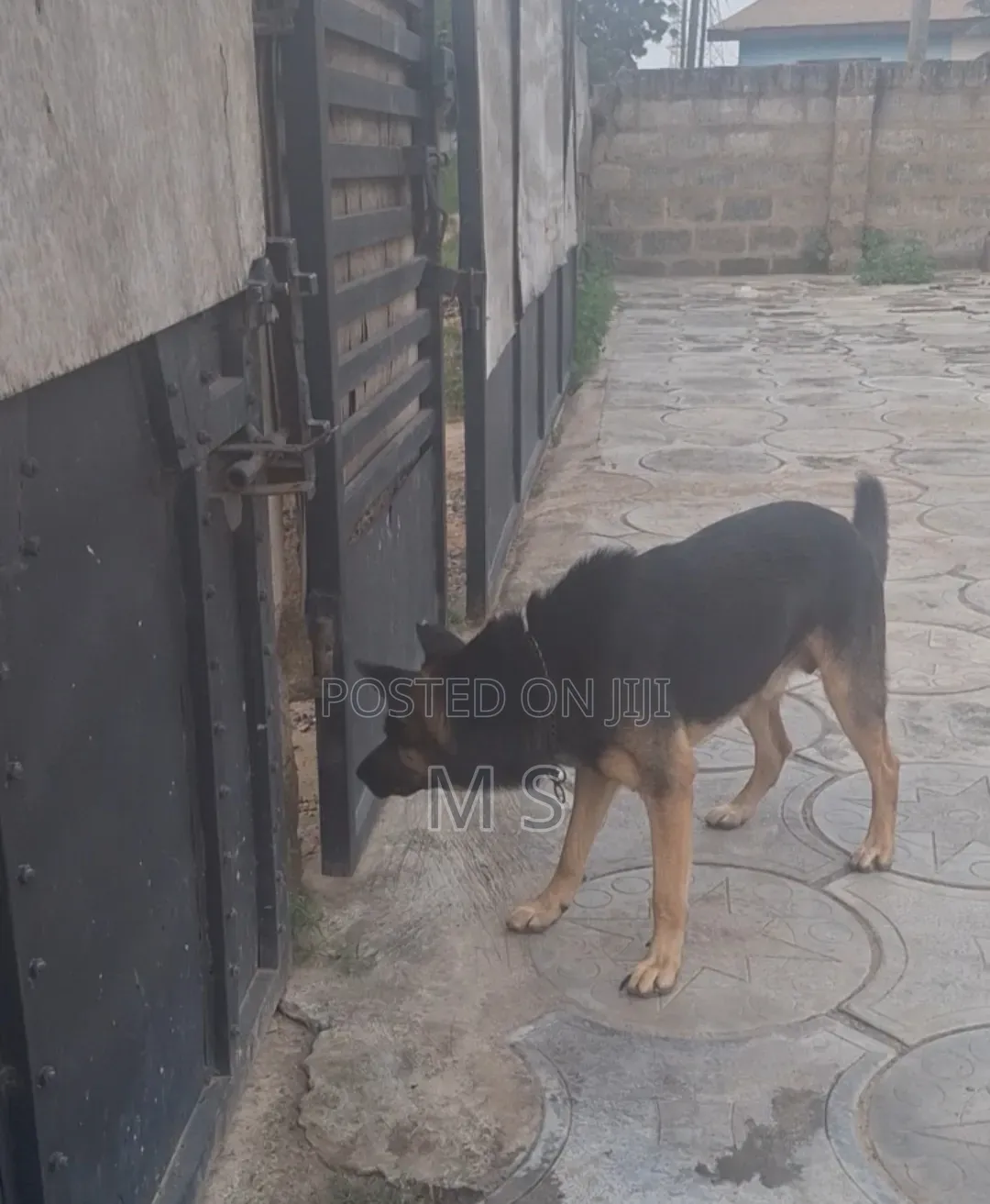 1+ year Male Purebred German Shepherd