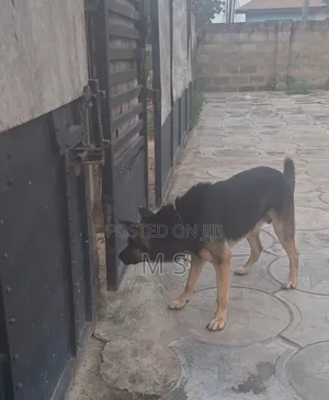 1+ year Male Purebred German Shepherd