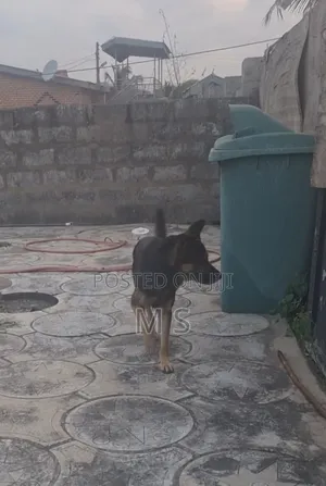 1+ year Male Purebred German Shepherd