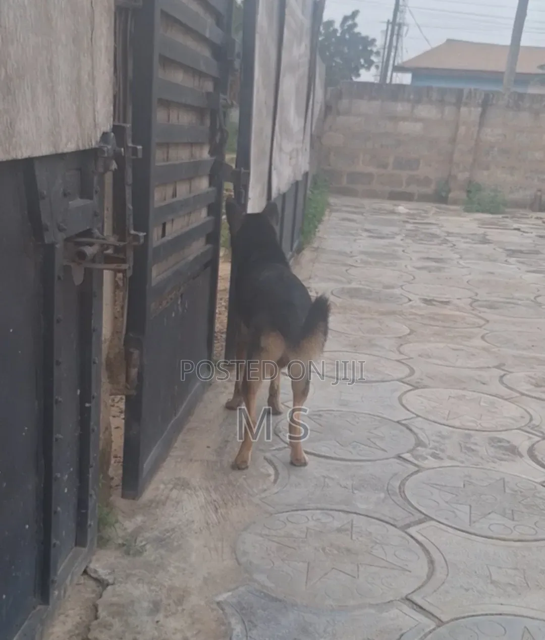 1+ year Male Purebred German Shepherd