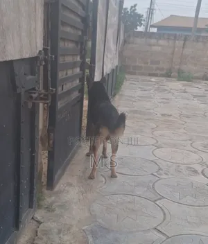 1+ year Male Purebred German Shepherd