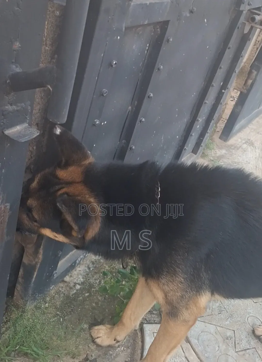 1+ year Male Purebred German Shepherd