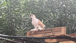 Fantail Pigeon and Lahore