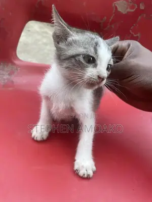 3-6 months Female Mixed Breed Egyptian Mau