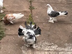 Fantail Pigeon and Lahore