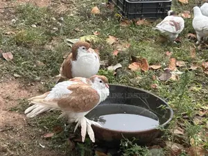 Fantail Pigeon and Lahore