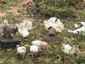 Fantail Pigeon and Lahore