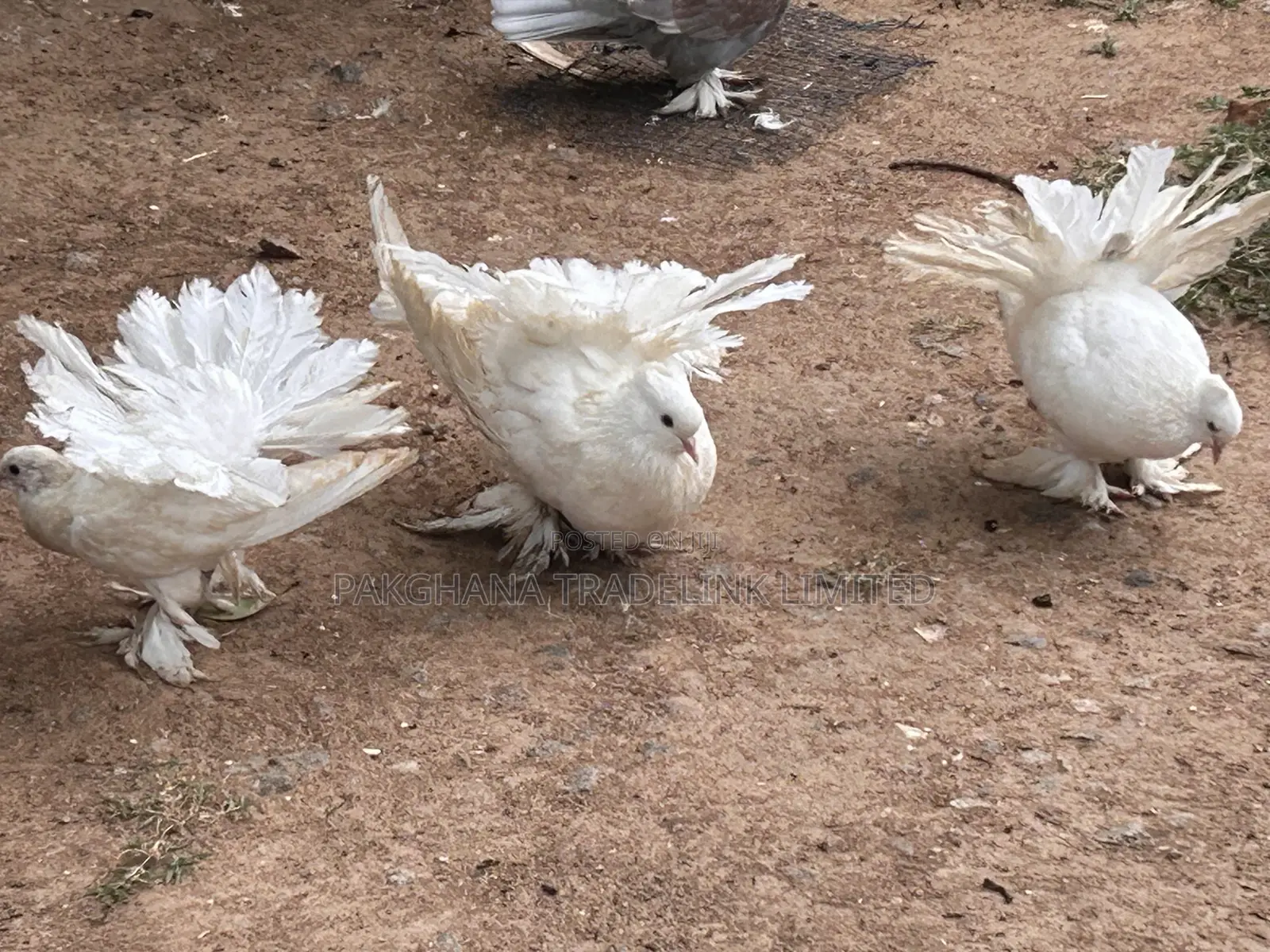 Fantail Pigeon and Lahore