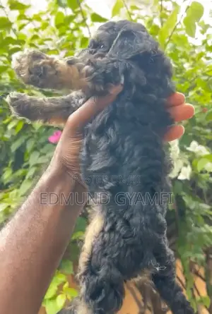 1-3 months Female Purebred Poodle
