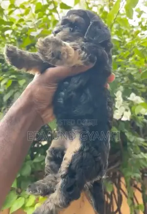 1-3 months Female Purebred Poodle