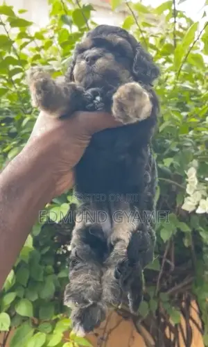 1-3 months Female Purebred Poodle