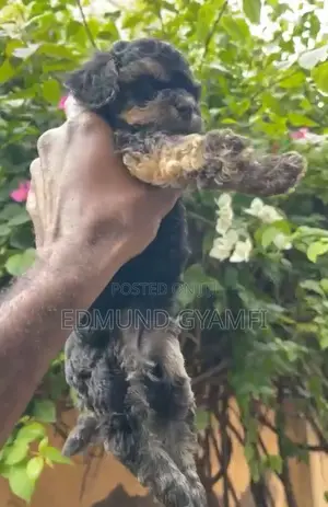 1-3 months Female Purebred Poodle