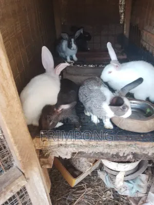 Affordable and Cute Bunnies Available for Sale