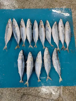 Frozen Salmon