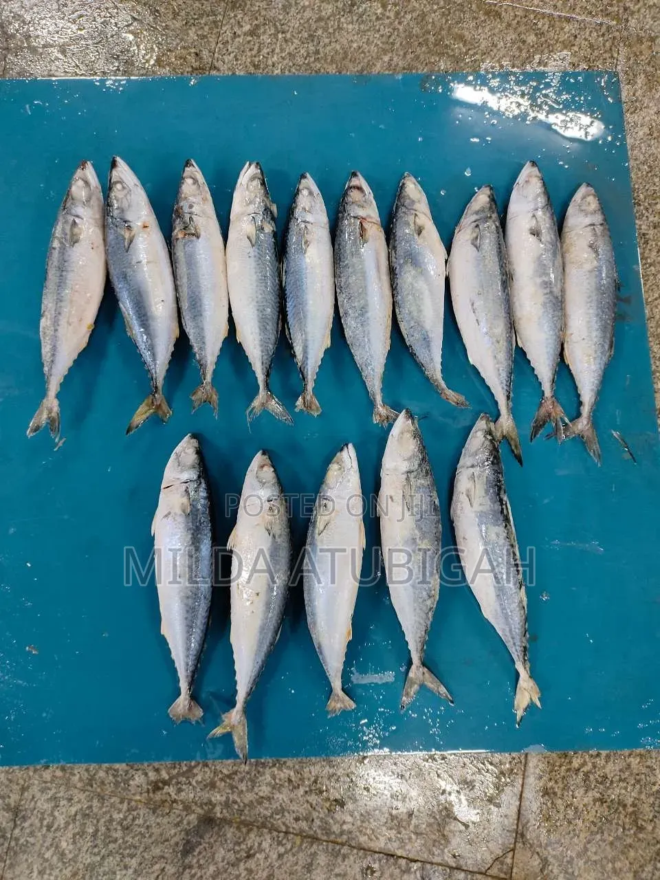 Frozen Salmon