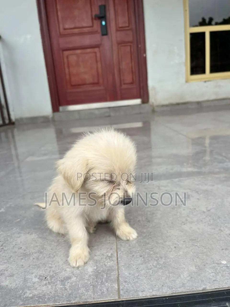 1-3 months Male Mixed Breed Poodle