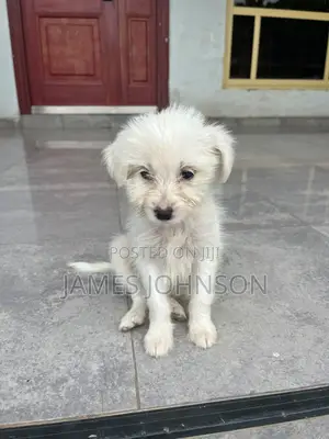 1-3 months Male Mixed Breed Poodle