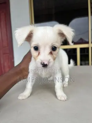 1-3 months Male Mixed Breed Poodle