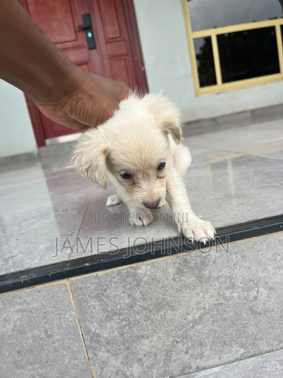 1-3 months Male Mixed Breed Poodle
