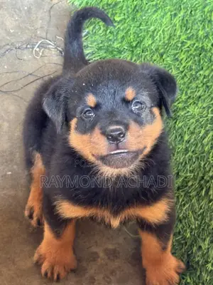 1-3 months Female Purebred Rottweiler
