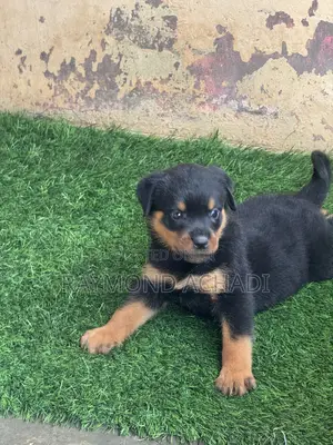 1-3 months Female Purebred Rottweiler