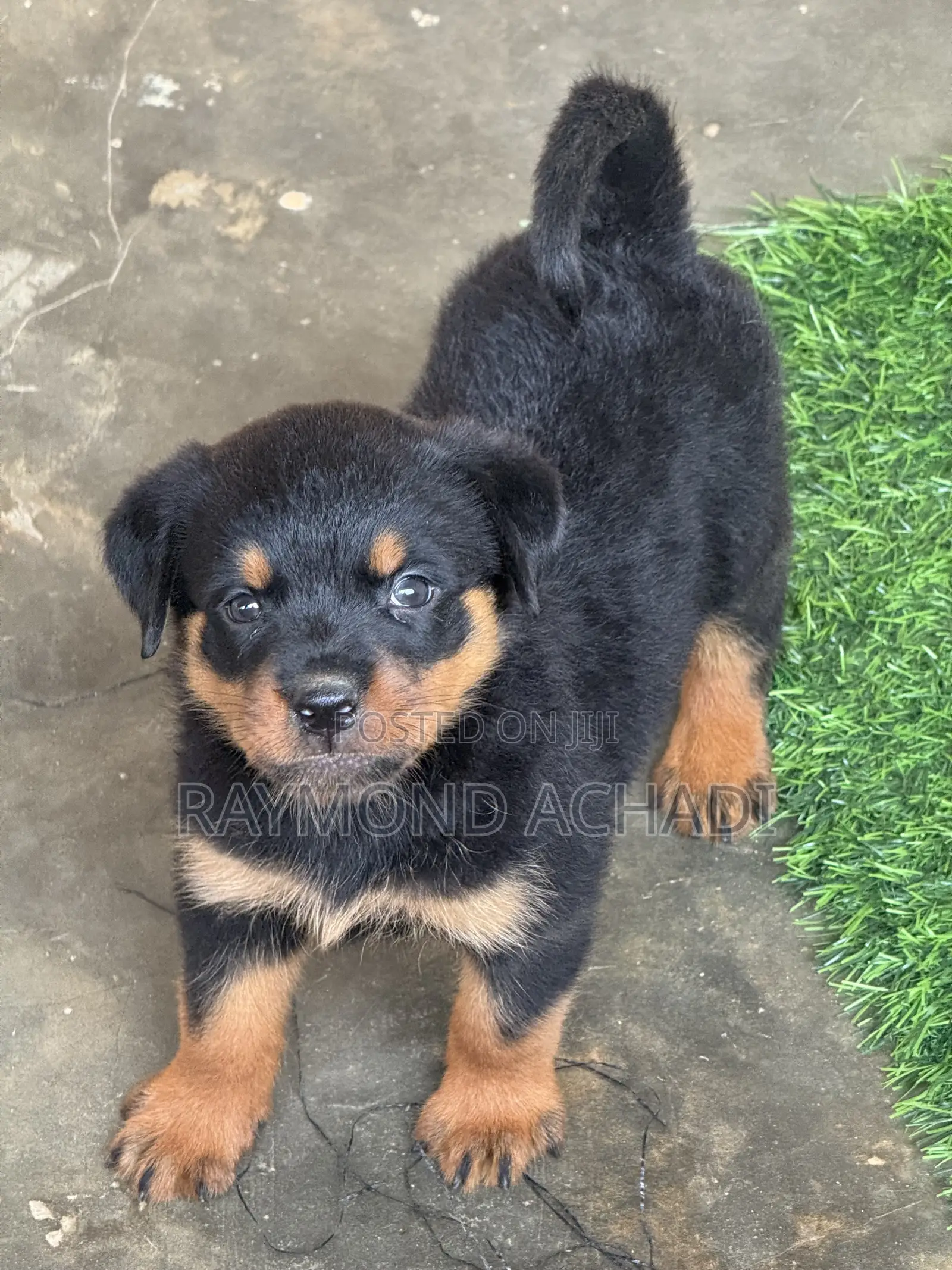 1-3 months Female Purebred Rottweiler