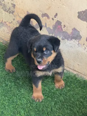 1-3 months Female Purebred Rottweiler