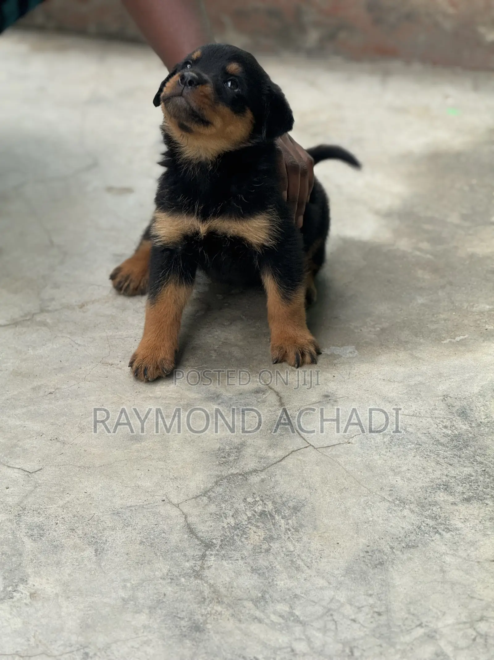 1-3 months Female Purebred Rottweiler