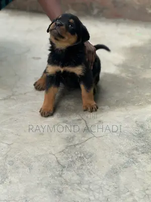 1-3 months Female Purebred Rottweiler