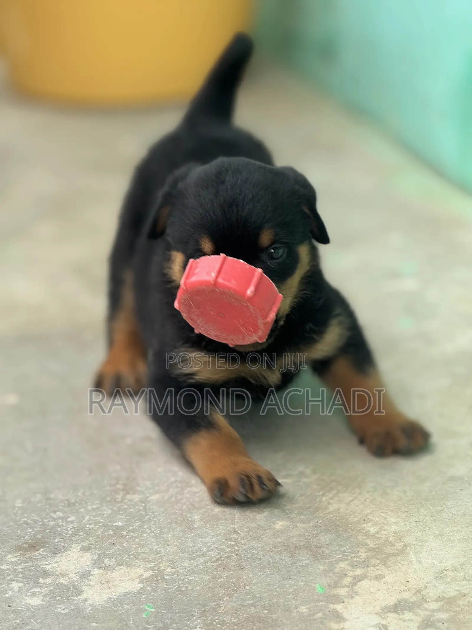 1-3 months Female Purebred Rottweiler