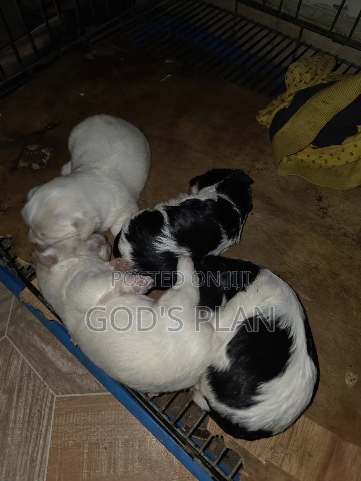 1-3 months Male Purebred Maltese