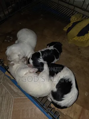 1-3 months Male Purebred Maltese