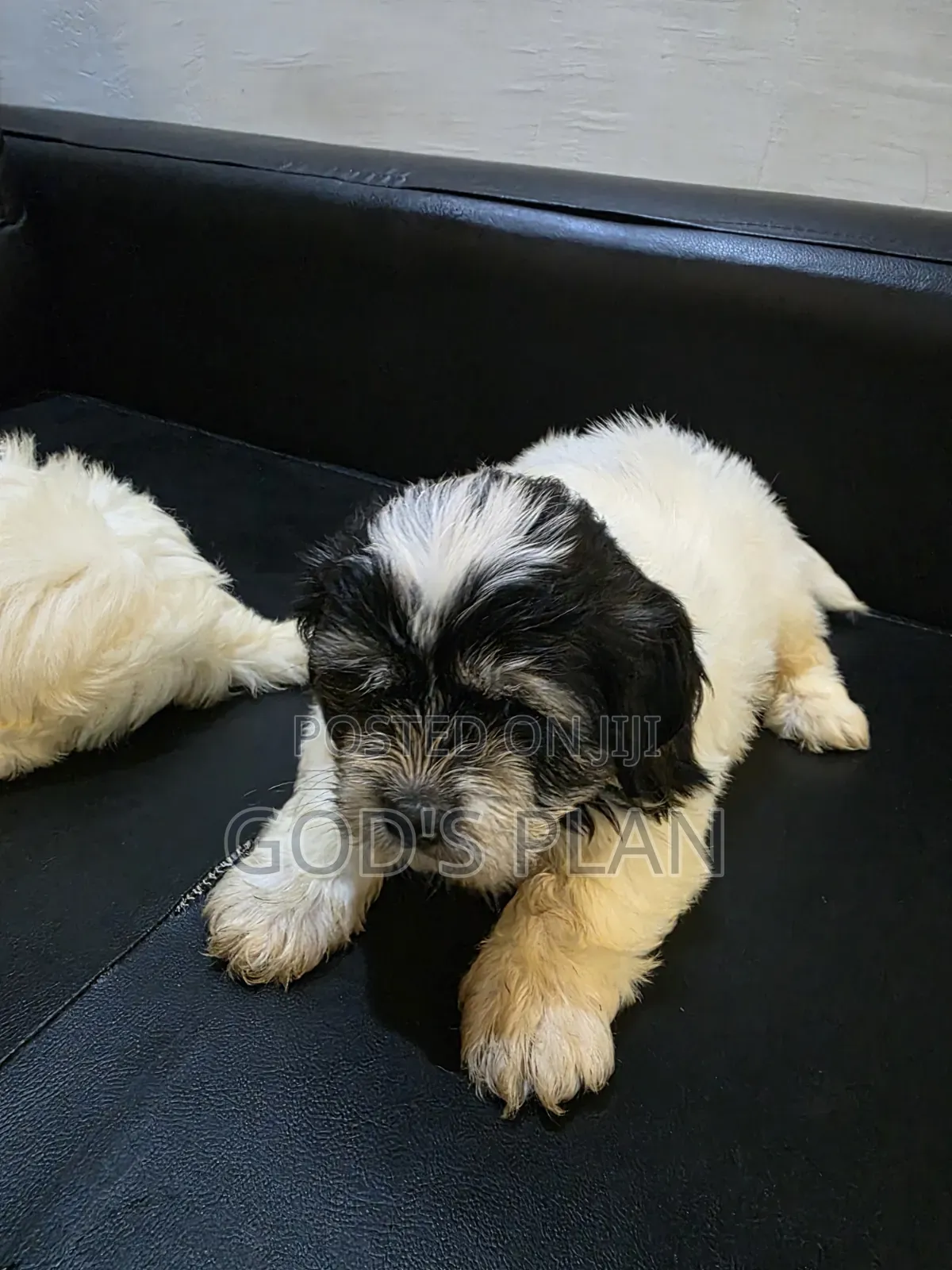 1-3 months Male Purebred Maltese