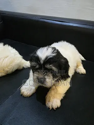 1-3 months Male Purebred Maltese