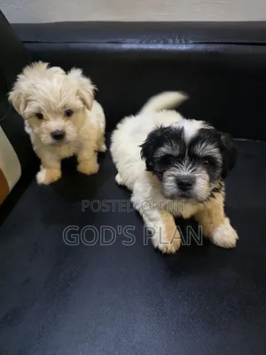 1-3 months Male Purebred Maltese