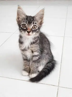 1-3 months Female Mixed Breed Tabby