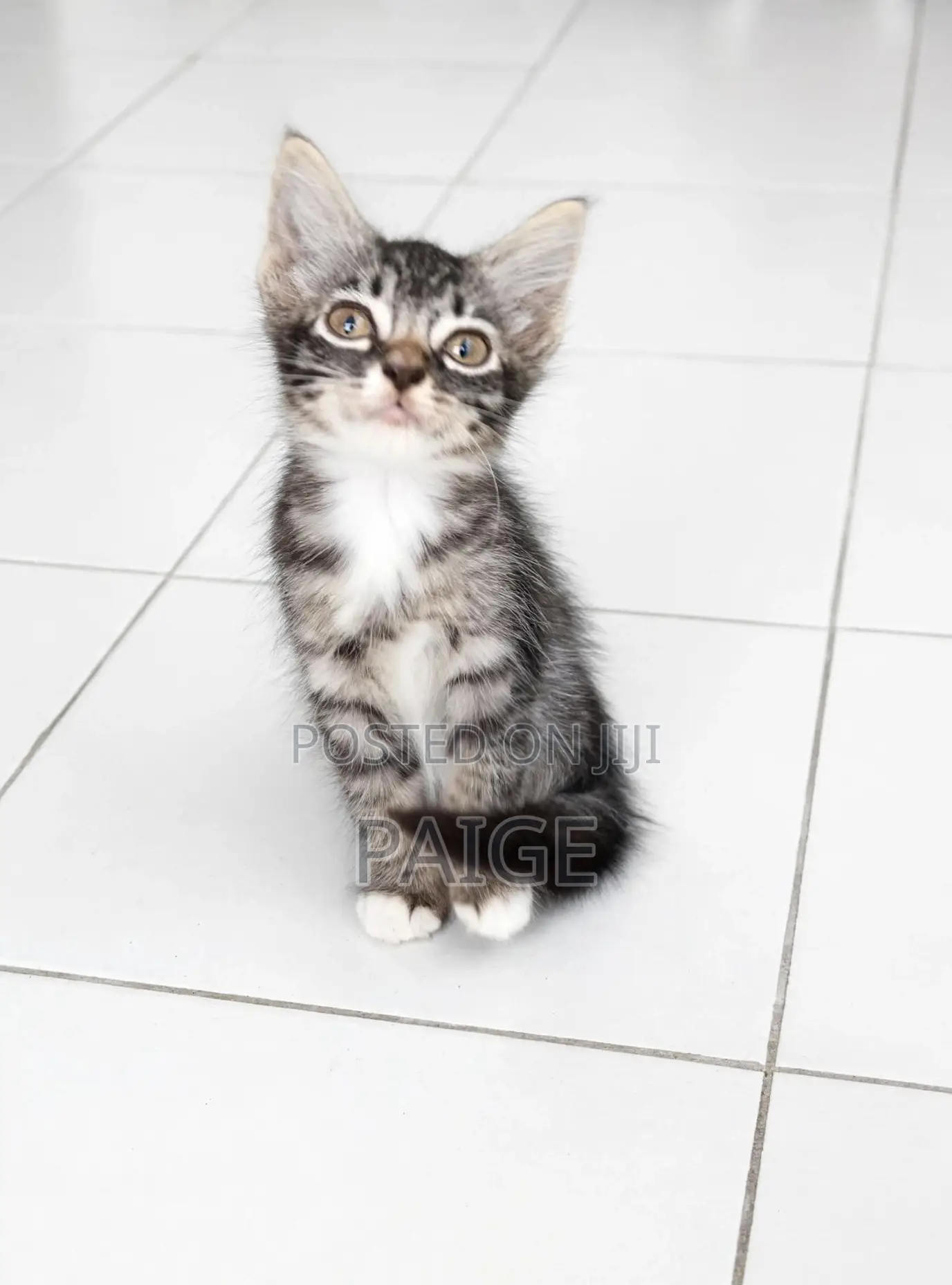 1-3 months Female Mixed Breed Tabby