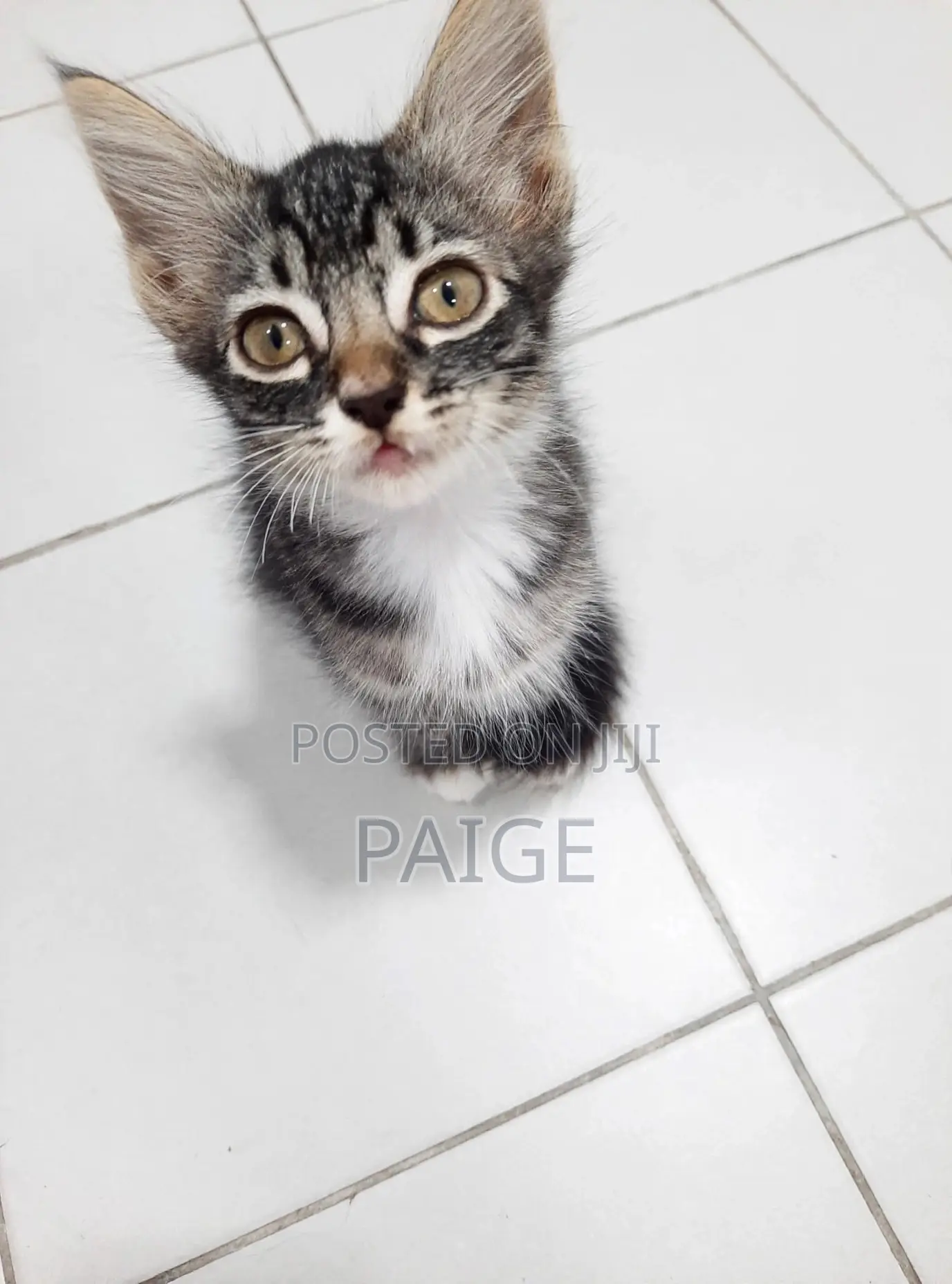1-3 months Female Mixed Breed Tabby