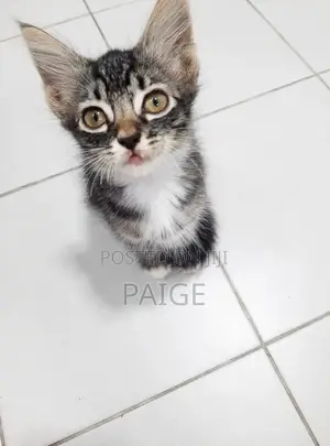 1-3 months Female Mixed Breed Tabby