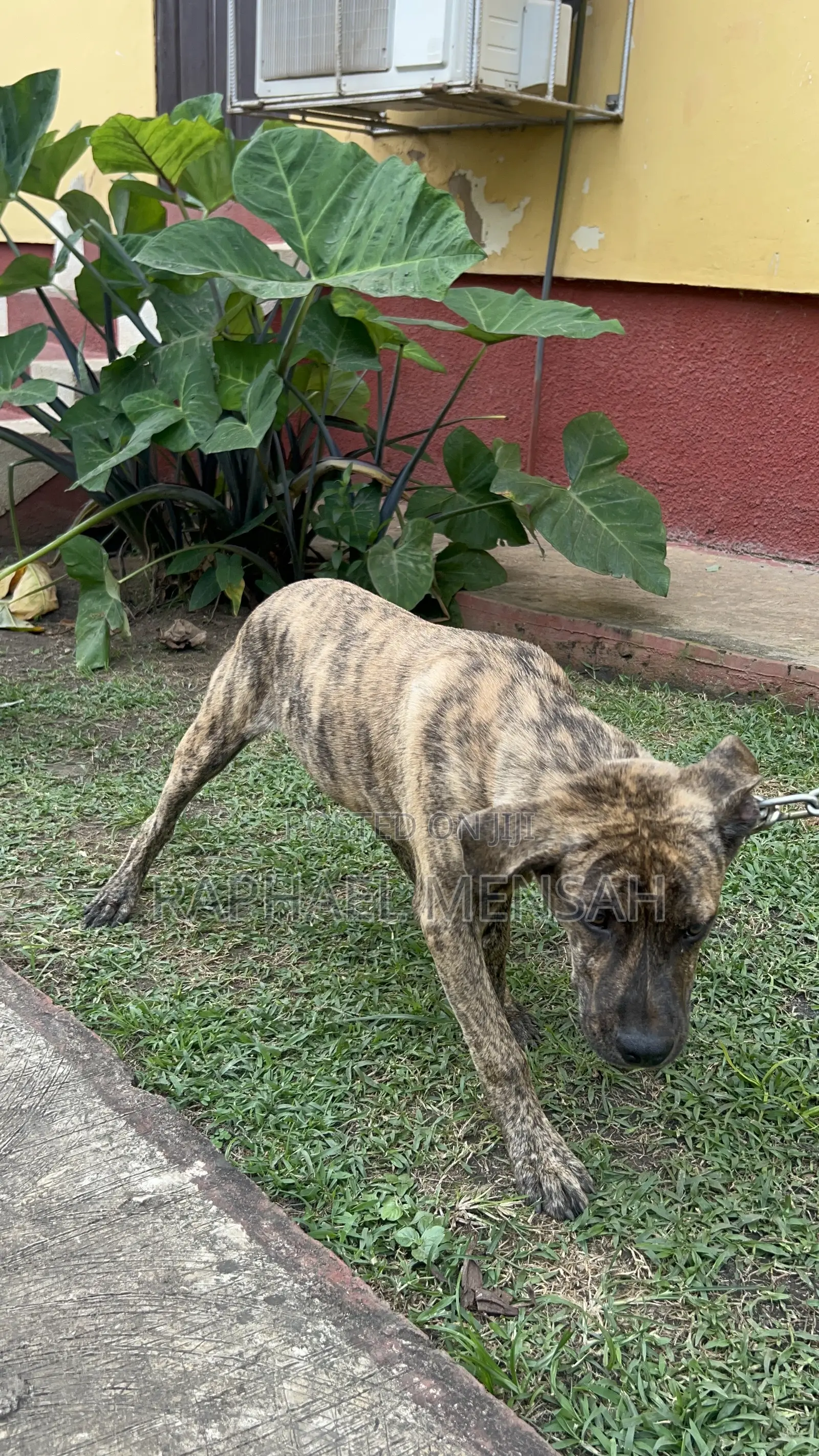 3-6 months Male Purebred Boerboel