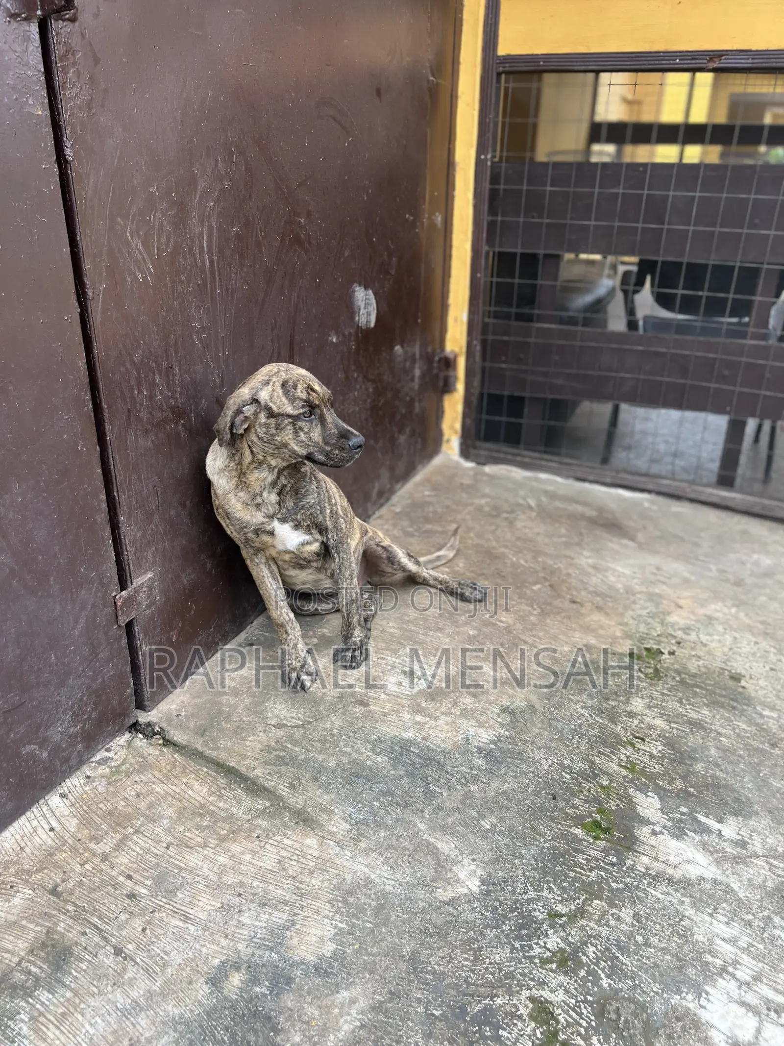 3-6 months Male Purebred Boerboel